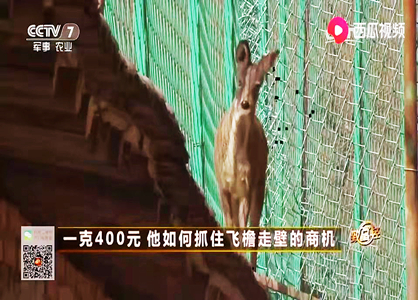 農民養殖林麝取昂貴麝香